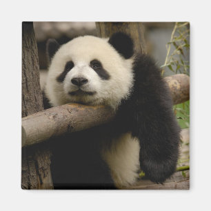 Riesenpanda-Baby Ailuropoda melanoleuca) Magnet