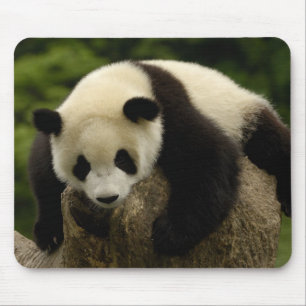 Riesenpanda-Baby (Ailuropoda melanoleuca) Mousepad