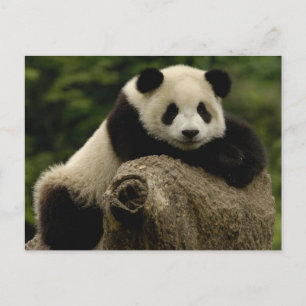Riesenpanda-Baby (Ailuropoda melanoleuca) Postkarte