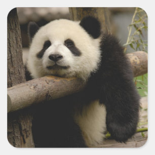 Riesenpanda-Baby Ailuropoda melanoleuca) Quadratischer Aufkleber
