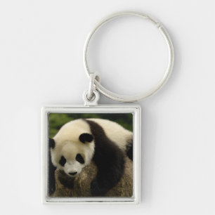 Riesenpanda-Baby (Ailuropoda melanoleuca) Schlüsselanhänger