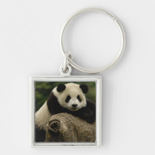 Riesenpanda-Baby Ailuropoda melanoleuca) Schlüsselanhänger
