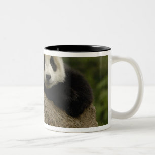 Riesenpanda-Baby Ailuropoda melanoleuca) Zweifarbige Tasse