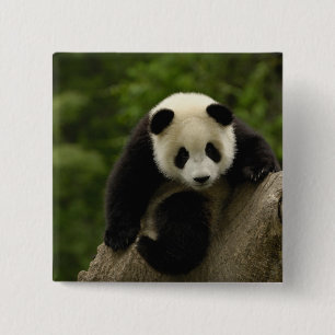 Riesenpanda-Baby Button