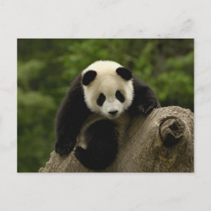 Riesenpanda-Baby Postkarte