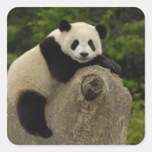 Riesenpanda-Baby Quadratischer Aufkleber