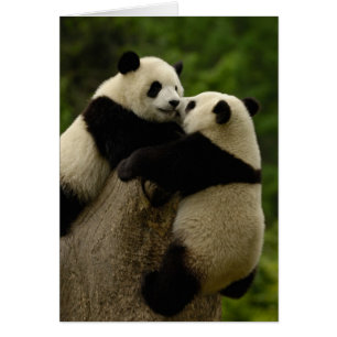 Riesenpanda-Babys (Ailuropoda melanoleuca)