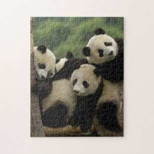 Riesenpanda-Babys Ailuropoda melanoleuca)