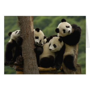 Riesenpanda-Babys Ailuropoda melanoleuca)