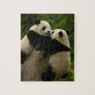 Riesenpanda-Babys (Ailuropoda melanoleuca)