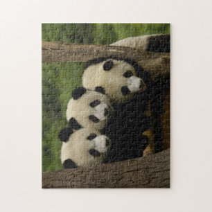 Riesenpanda-Babys Ailuropoda melanoleuca)