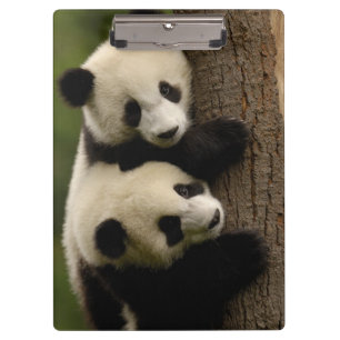 Riesenpanda-Babys (Ailuropoda melanoleuca) 2 Klemmbrett