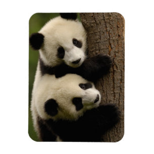 Riesenpanda-Babys (Ailuropoda melanoleuca) 2 Magnet