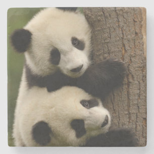 Riesenpanda-Babys (Ailuropoda melanoleuca) 2 Steinuntersetzer