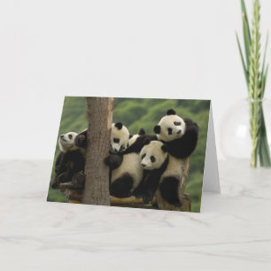 Riesenpanda-Babys Ailuropoda melanoleuca) 4 Karte