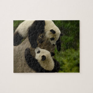 Riesenpanda-Babys (Ailuropoda melanoleuca) 5