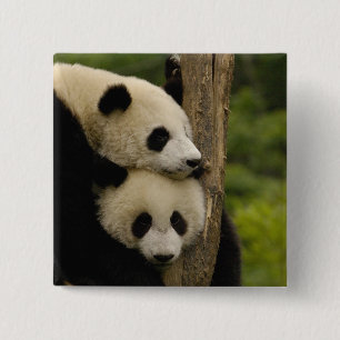 Riesenpanda-Babys Ailuropoda melanoleuca) Button