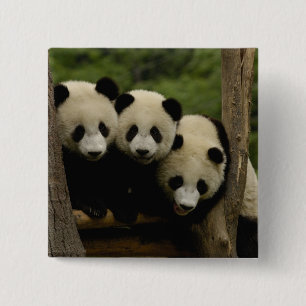 Riesenpanda-Babys Ailuropoda melanoleuca) Button