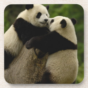 Riesenpanda-Babys (Ailuropoda melanoleuca) Getränkeuntersetzer