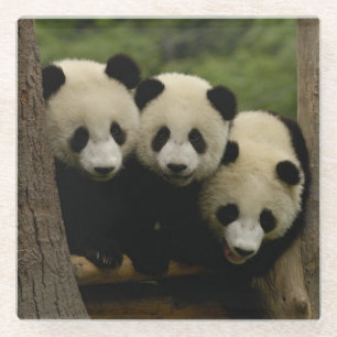 Riesenpanda-Babys Ailuropoda melanoleuca) Glasuntersetzer