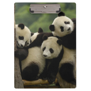 Riesenpanda-Babys Ailuropoda melanoleuca) Klemmbrett