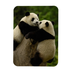 Riesenpanda-Babys (Ailuropoda melanoleuca) Magnet
