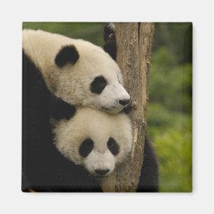 Riesenpanda-Babys Ailuropoda melanoleuca) Magnet