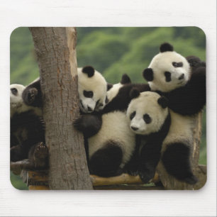 Riesenpanda-Babys Ailuropoda melanoleuca) Mousepad