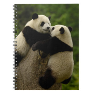 Riesenpanda-Babys (Ailuropoda melanoleuca) Notizblock