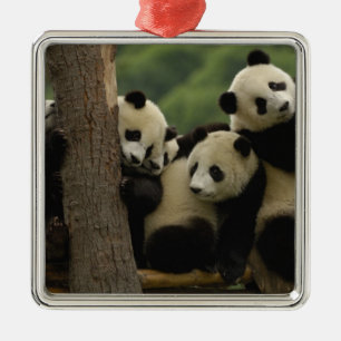 Riesenpanda-Babys Ailuropoda melanoleuca) Ornament Aus Metall