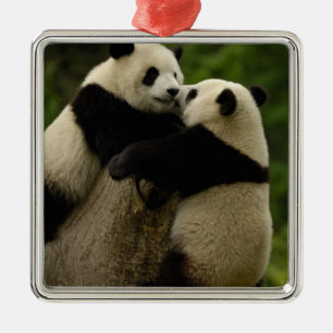 Riesenpanda-Babys (Ailuropoda melanoleuca) Ornament Aus Metall