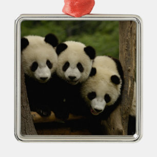 Riesenpanda-Babys Ailuropoda melanoleuca) Ornament Aus Metall