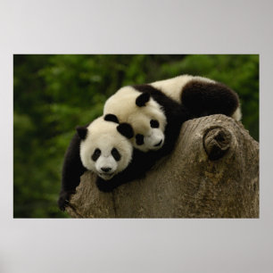 Riesenpanda-Babys Ailuropoda melanoleuca) Poster