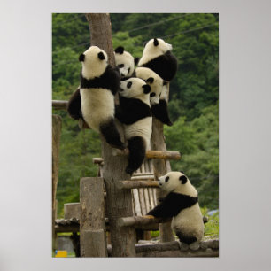 Riesenpanda-Babys Ailuropoda melanoleuca) Poster