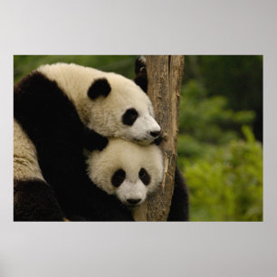 Riesenpanda-Babys Ailuropoda melanoleuca) Poster