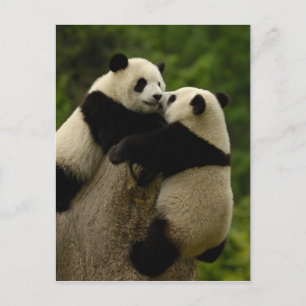 Riesenpanda-Babys (Ailuropoda melanoleuca) Postkarte