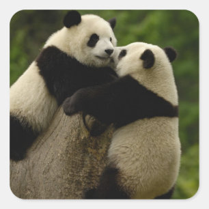 Riesenpanda-Babys (Ailuropoda melanoleuca) Quadratischer Aufkleber