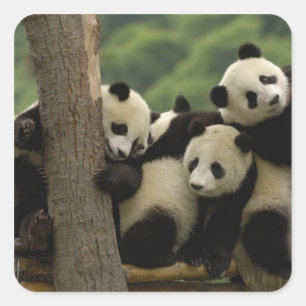 Riesenpanda-Babys Ailuropoda melanoleuca) Quadratischer Aufkleber