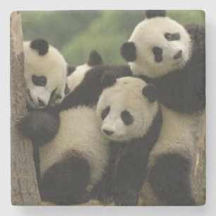 Riesenpanda-Babys Ailuropoda melanoleuca) Steinuntersetzer