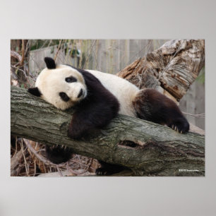 Riesenpanda, der sich entspannt und umarmt, Baumzw Poster