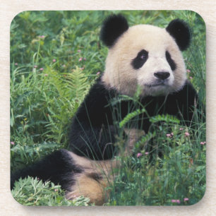 Riesenpanda im Gras, Wolong-Tal, Sichuan Getränkeuntersetzer
