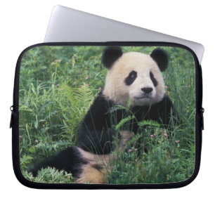Riesenpanda im Gras, Wolong-Tal, Sichuan Laptopschutzhülle