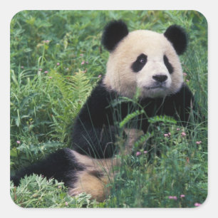 Riesenpanda im Gras, Wolong-Tal, Sichuan Quadratischer Aufkleber