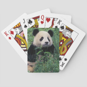 Riesenpanda im Gras, Wolong-Tal, Sichuan Spielkarten
