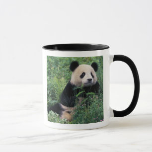 Riesenpanda im Gras, Wolong-Tal, Sichuan Tasse