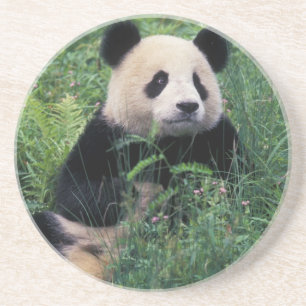 Riesenpanda im Gras, Wolong-Tal, Sichuan Untersetzer