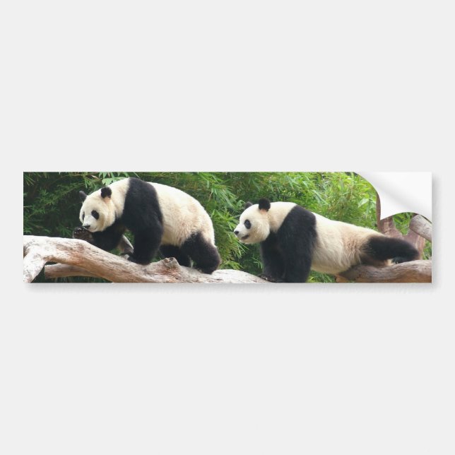 Riesenpanda in einem wilden Tierzoo Fotografie. Autoaufkleber (Vorne)