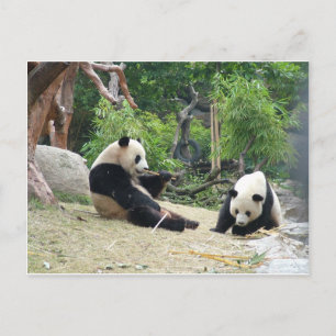 Riesenpanda in einem wilden Tierzoo Fotografie. Postkarte