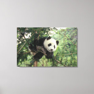 Riesenpanda-Jungtier klettert auf einen Baum, Wolo Leinwanddruck