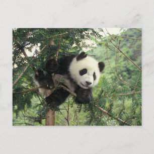 Riesenpanda-Jungtier klettert auf einen Baum, Wolo Postkarte